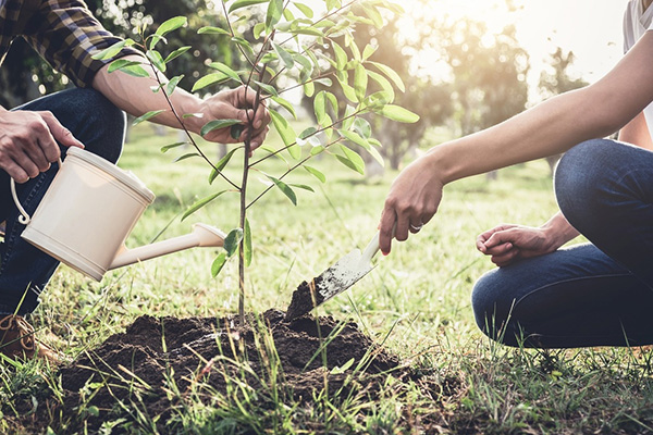 Planting Planting