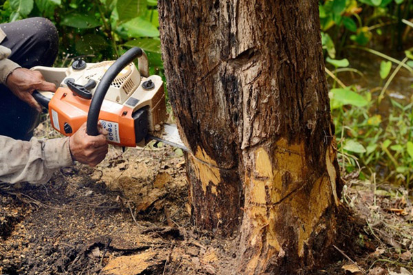 Tree Trimming and Removal Tree Trimming and Removal
